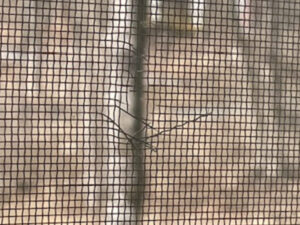 破損した網戸の画像