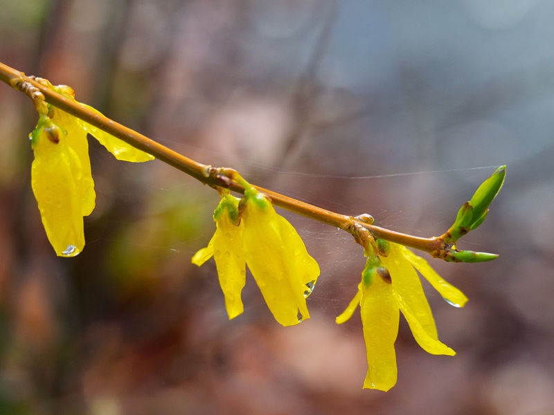 レンギョウの画像