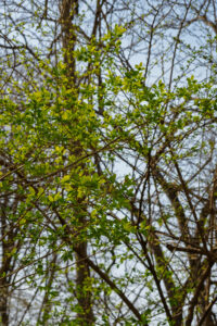 春に芽吹いた木々の画像