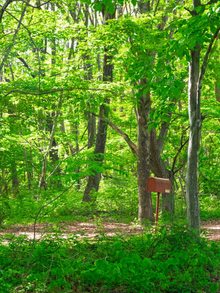 木々が生い茂った別荘地内の風景