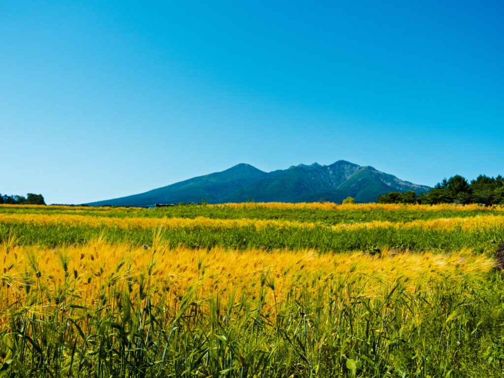 八ヶ岳夏の風景写真