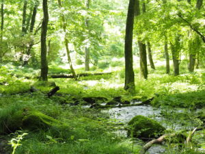 レタッチ前の緑の森の写真