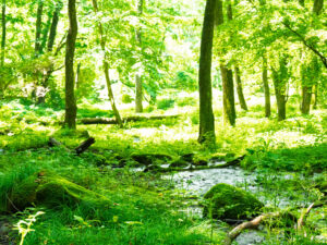 明るくレタッチした緑の森の写真