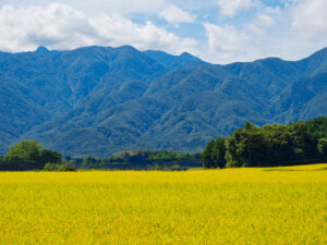 売れない写真の例、山と稲穂の写真