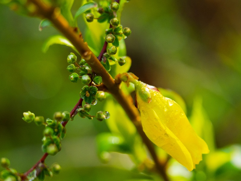 レンギョウの画像