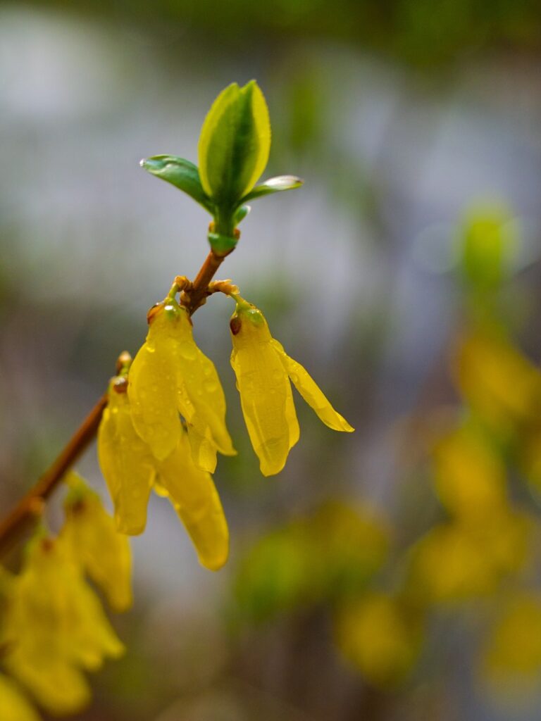 レンギョウの画像