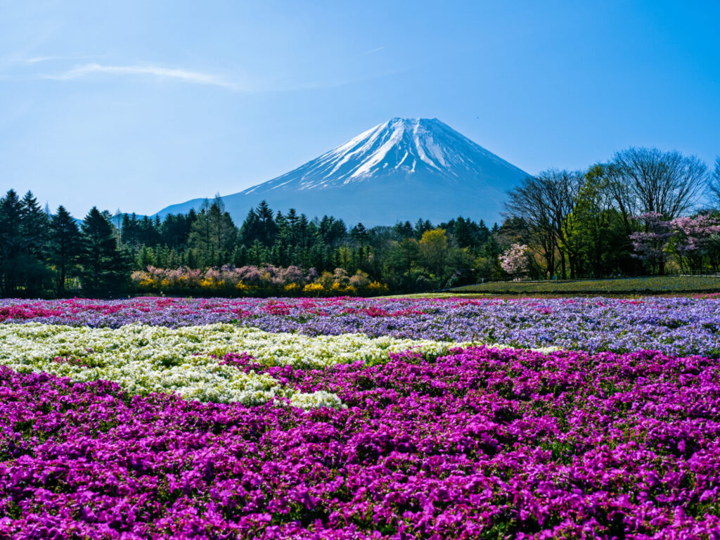 富士山と芝桜の画像