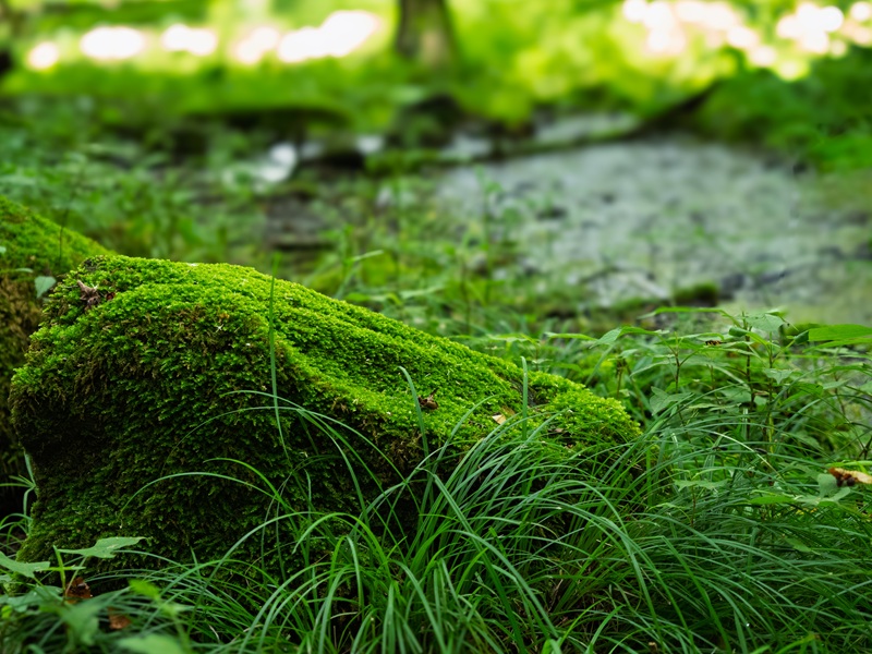 苔の画像
